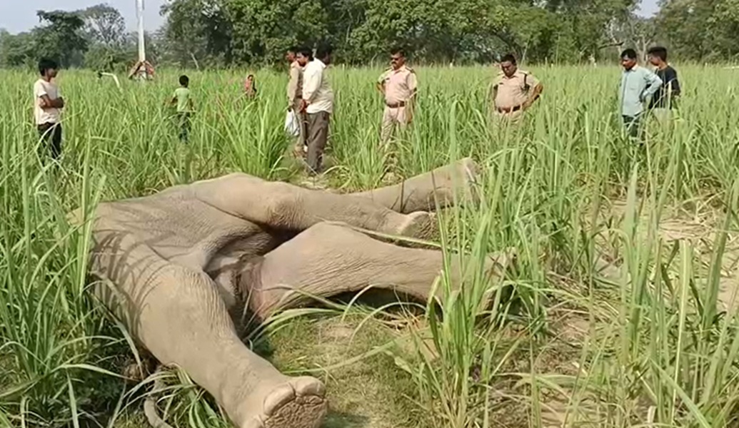 बिजनौर के गांव में जंगली हाथी की रहस्यमयी मौत, वन विभाग में मचा हड़कंप